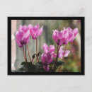 Recherche de cyclamen cartes postales Rose