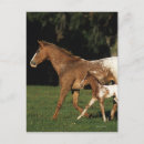 Suche nach appaloosa postkarten Foto