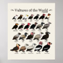 Recherche de oiseaux proie posters Vautour