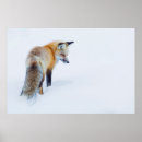 Recherche de chasse neige posters Renard