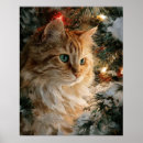 Recherche de chats de race posters Maine coon