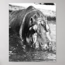 Suche nach hippo poster Nilpferd