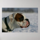 Suche nach boxer hund poster Schnee
