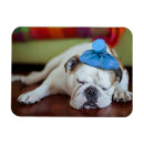 Suche nach englische bulldogge magnete Liebe