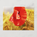 Suche nach maisfeld postkarten Kornfeld