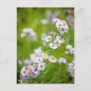 Recherche de beaut cartes postales Violet