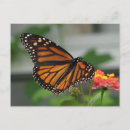 Suche nach lantana poster Pflanze