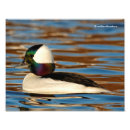 Suche nach männliche ente poster Vögel