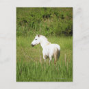 Suche nach pferdebild poster Natur