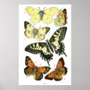 Suche nach arthropode poster Lepidoptera