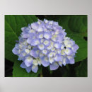 Recherche de hortensia posters Jardin