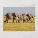 Suche nach safari elefant postkarten Nationalpark