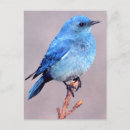 Recherche de oiseau bleu montagne cartes postales Nature