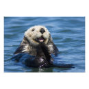 Suche nach seeotter poster Monterey