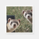 Recherche de furet serviettes Mignon