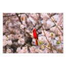 Recherche de oiseau cardinal rouge posters Printemps