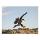 Recherche de aigle art Chauve