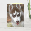 Suche nach sibirisch karten Welpe