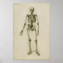 Suche nach anterior poster Human