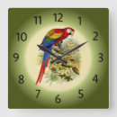 Recherche de aras horloges Macaw