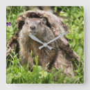 Recherche de marmotte horloges Rongeur