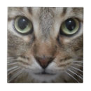 Suche nach cat fliesen Kitty