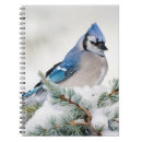 Suche nach rabenvogel Cyanocitta cristata