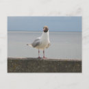 Suche nach mau postkarten Meer