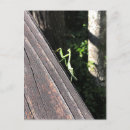 Suche nach mantises postkarten Natur