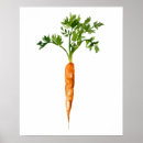 Suche nach karotte kunst Aquarell