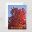 Recherche de l arbre cartes postales Feuilles