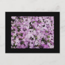 Suche nach phlox postkarten Blume