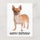 Suche nach chiwawa poster Hund