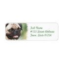 Recherche de chiot photographie Photo de chien