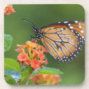 Suche nach wirbellos untersetzer Natur