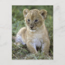 Suche nach das serengeti postkarten Nationalpark
