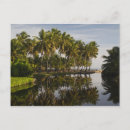 Recherche de antilles cartes postales Palmier