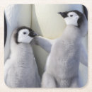 Suche nach kaiser pinguin untersetzer Süße tiere
