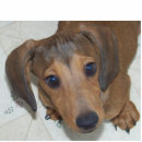 Recherche de chiot photo sculptures Mignon