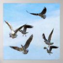 Recherche de bosphore posters Oiseau