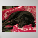 Recherche de mut posters Dog