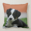 Suche nach border collie kissen Welpe
