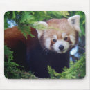 Suche nach roter panda mousepads Wild lebende tiere