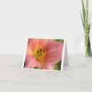 Suche nach taglilie karten Fotografie