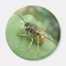 Recherche de macro magnets Faune
