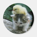 Suche nach enten magnete Liebe