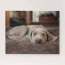 Suche nach weimaraner hund puzzle Welpe