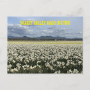 Suche nach washington state postkarten Blume