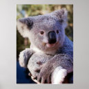 Recherche de ours de koala posters Photographie