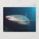 Recherche de requin blanc cartes postales Mignon